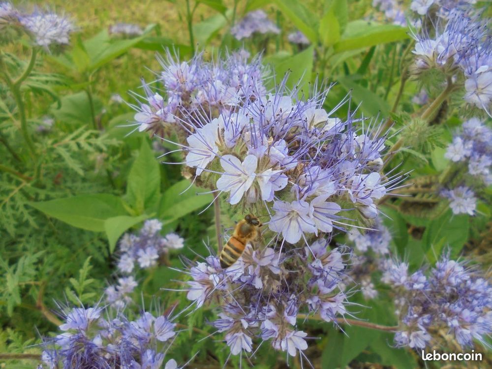 Plant vivace ornemental aromatique graines Jardin