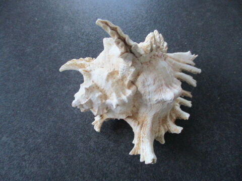 coquillage 15 Castres (81)