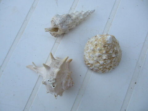 Coquillages 15 Castres (81)