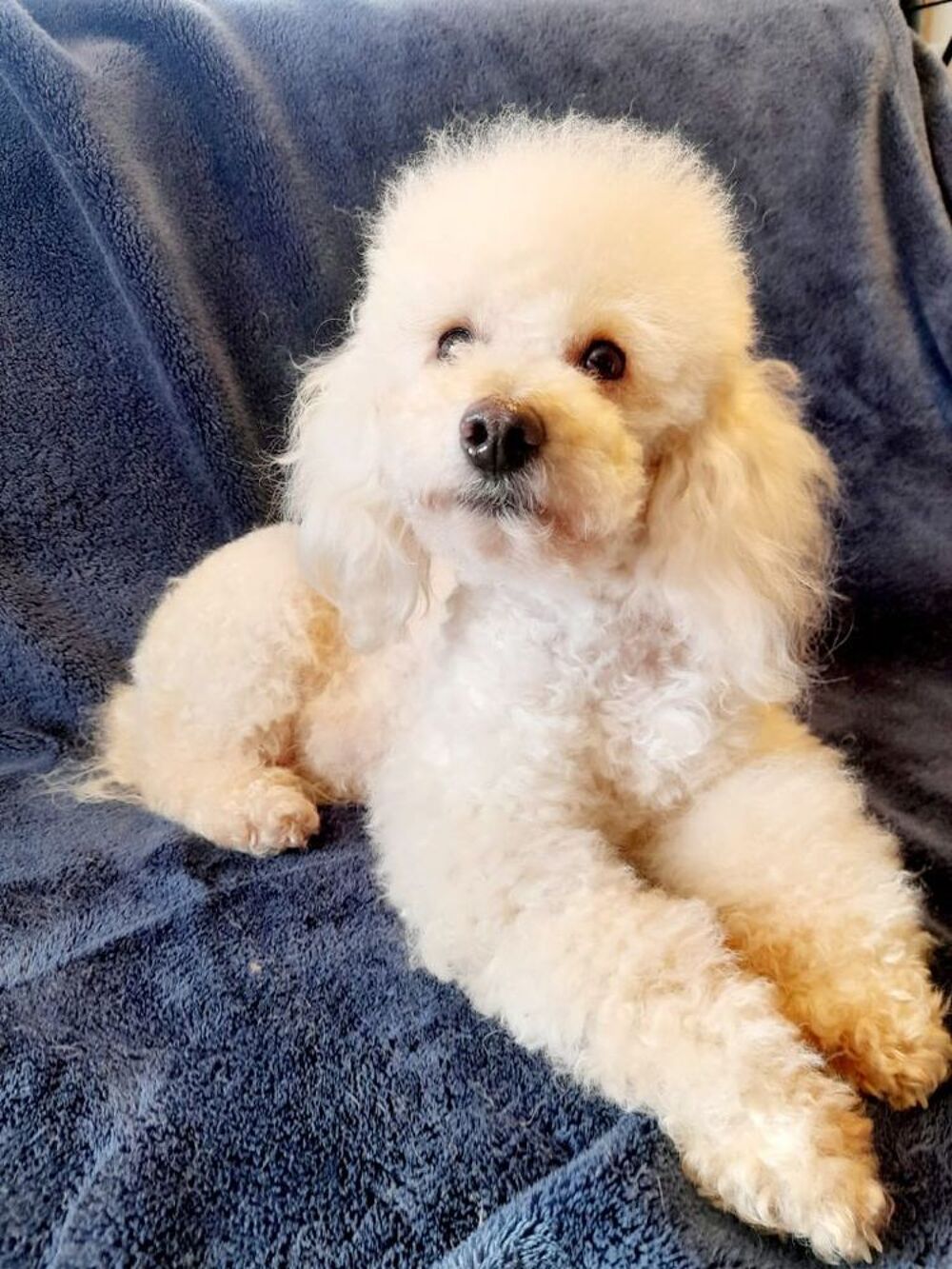   Chiot Caniche Nain Blanc LOF 