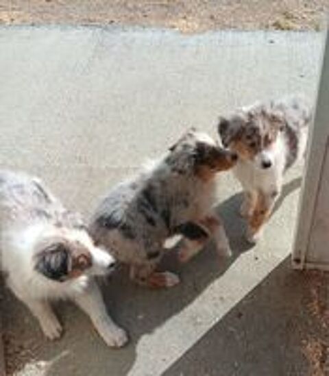   chiots berger australien non lof 