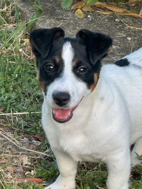 Jack Russel terrier 6 mois 0 16000 Angoulême