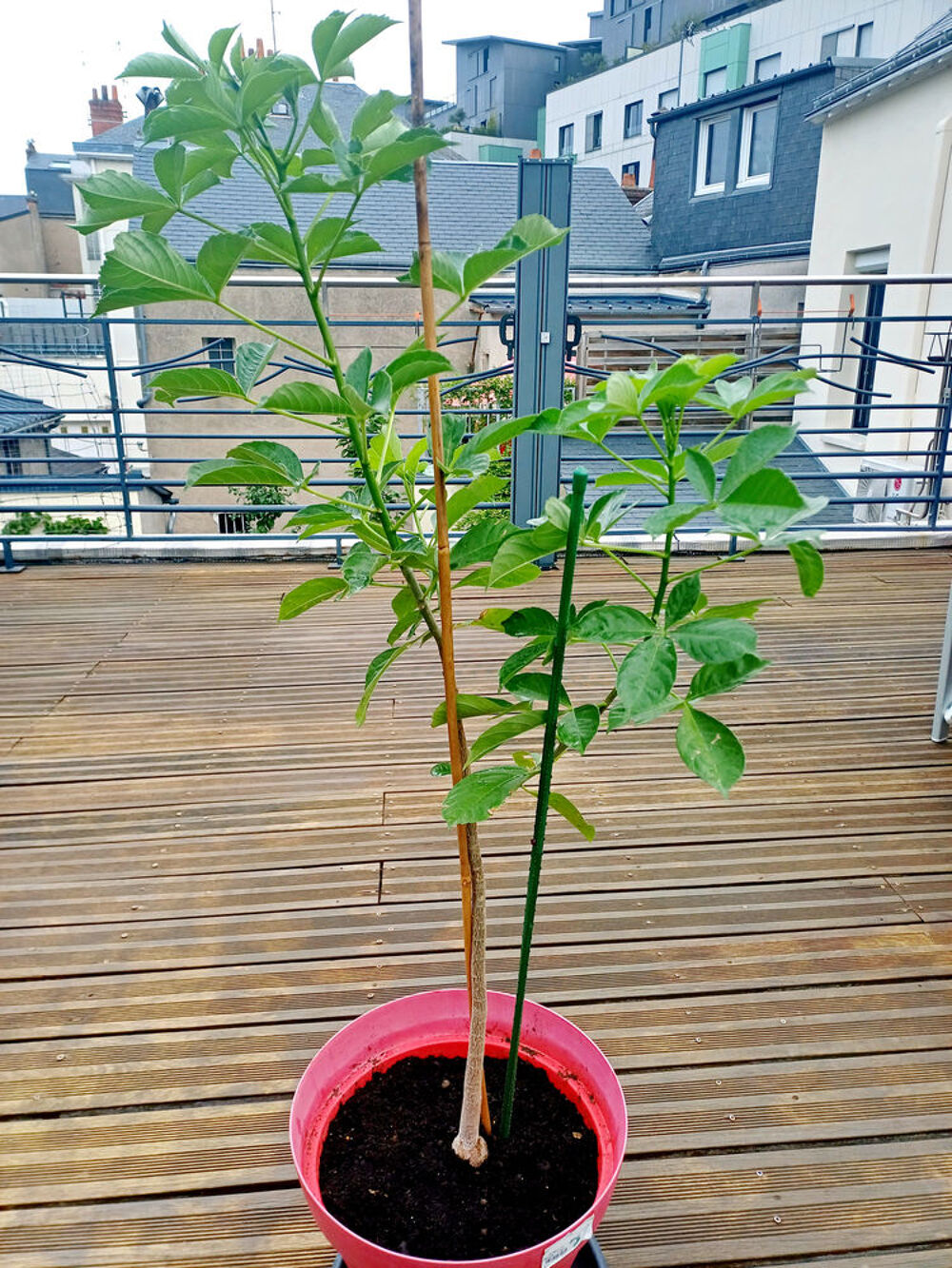 Magnifique BAOBAB de 4 ans, hauteur 120cm, dans un grand pot Jardin