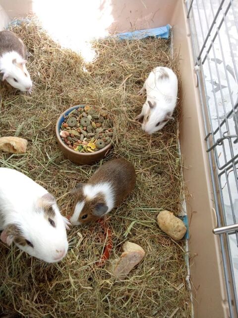 Adorables cochons d'inde 15 30240 Le grau-du-roi