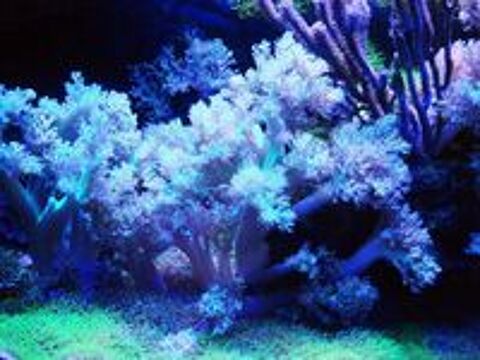   Décoration aquarium récifal

