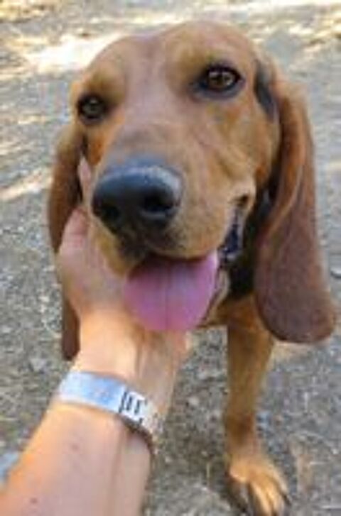   Gaby est à l'adoption! 