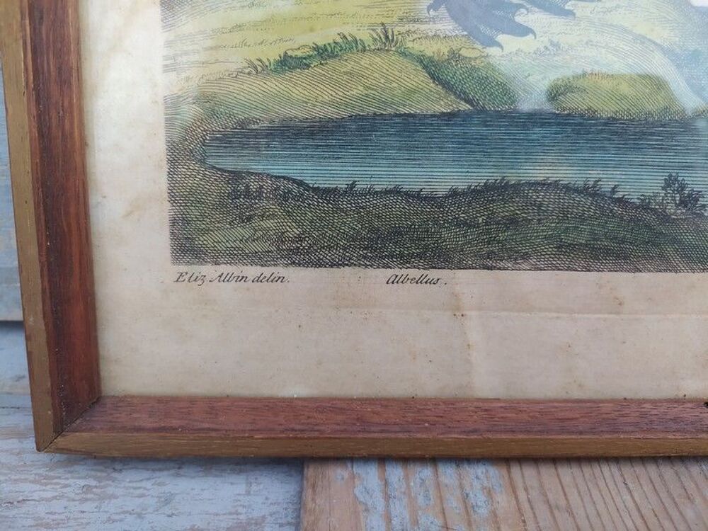 Tableau Gravure Ornithologie Albellus Eleazar Albin XVIIIe 