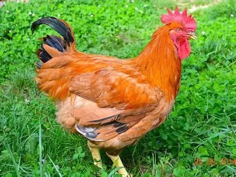 Poulet de chaire prêt à tuer 10 46140 Blaye