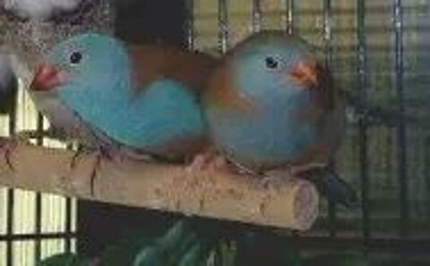   recherche oiseaux exotiques 