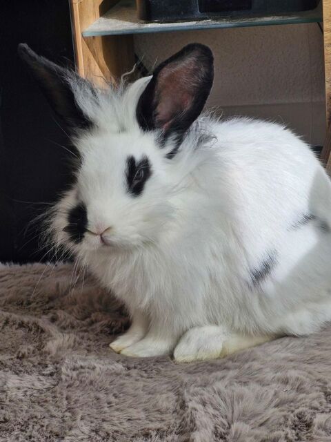 +d'un+lapin 40 Montereau-Fault-Yonne (77)