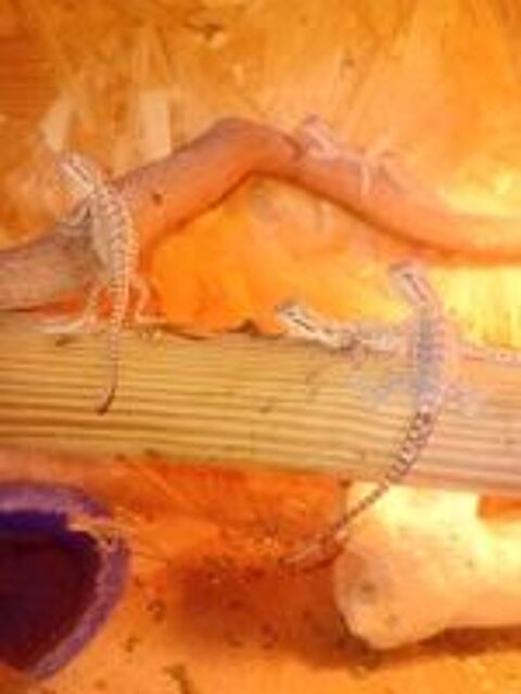   Bb pogona  