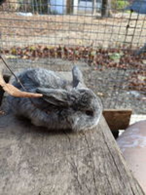   Lapin nain bélier  