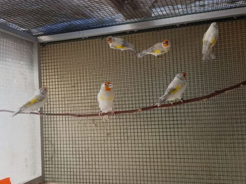 canaris mutation 180 74700 Sallanches
