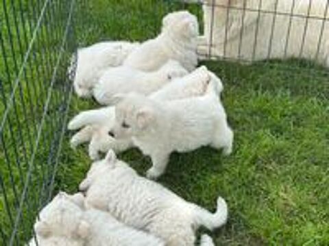   Chiots BBS LOF, Santé et Adn 