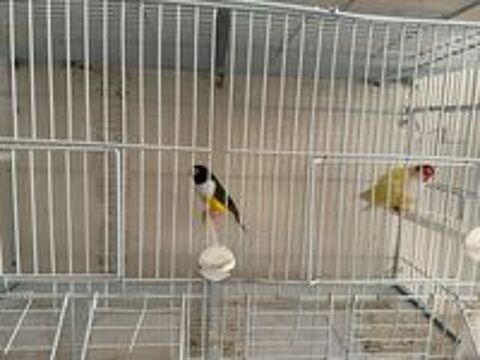  couple diamant de Gould reproducteur 