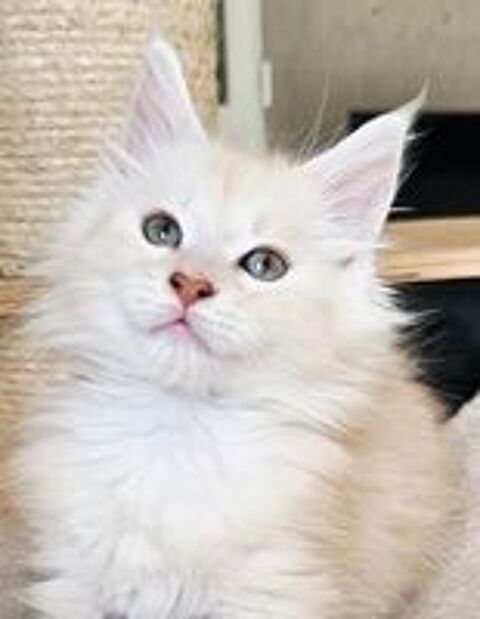   Magnifiques chatons Maine Coon loof, LIVRAISON 