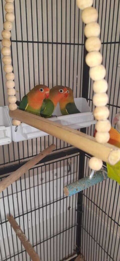 Ins&eacute;parables ficher 40 14700 Falaise