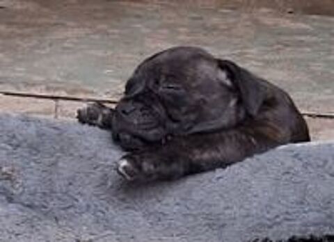   Chiots Staffies LOF 