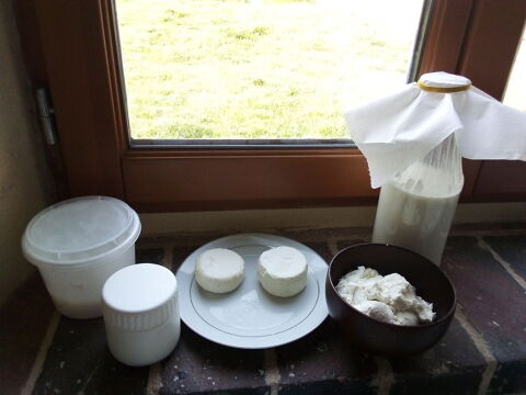 Grains de K�fir de lait 5 Sens (89)