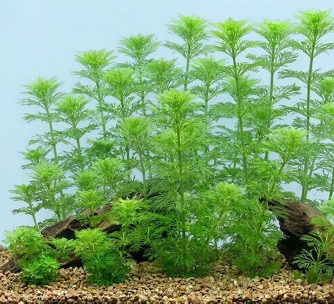 Plante d'aquarium Limnophila sessiliflora (Ambulie sessile) 2 92800 Puteaux