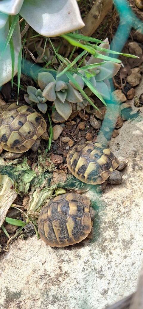 Tortues de terre 100 91800 Brunoy