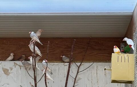 Padda de java 20 24000 P�rigueux