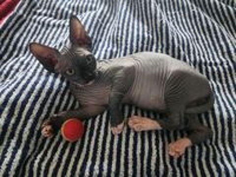   Chatons Sphynx Hairless Loof 