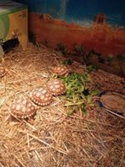   Tortue sulcata de 4 mois  