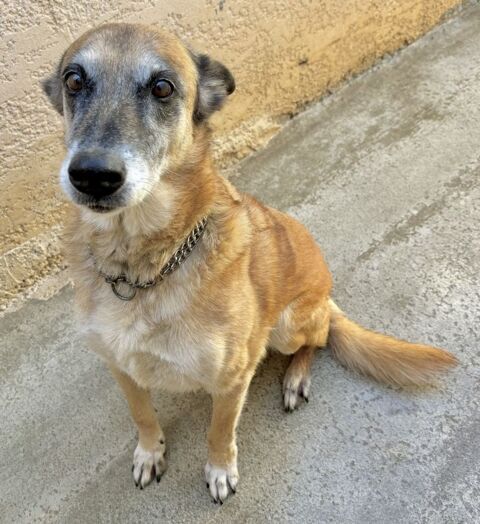 TAGLIATELLE, chienne type berger 10 ans non lof SAUVETAGE 0 34500 Bziers