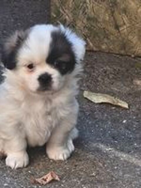  Chiot épagneul tibétain LOOF  