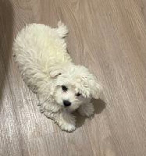   Bichon maltais  