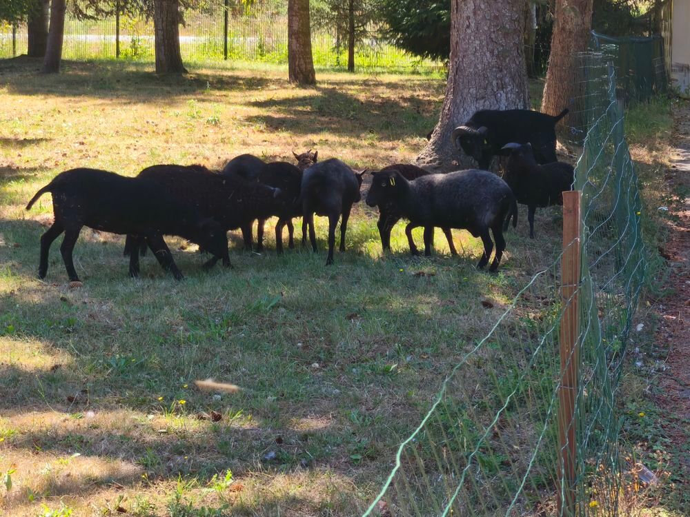   MOUTONS D'OUESSANT 