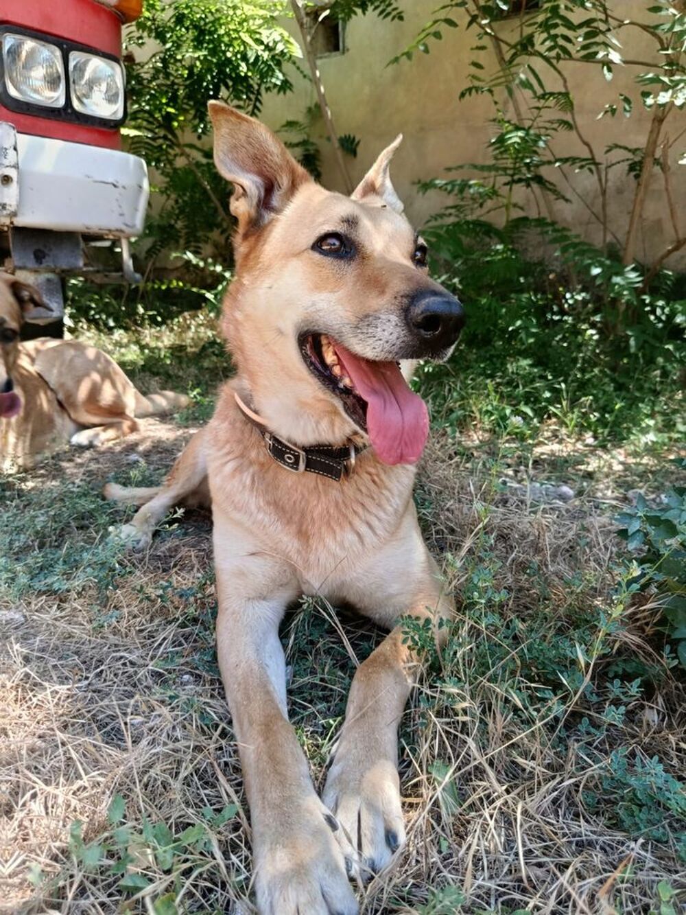   MIA, chienne calme et affectueuse 