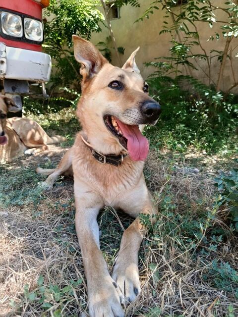 MIA, chienne calme et affectueuse 315 24140 Douville