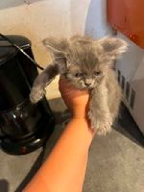   Chatons croisés persan/sacré de birmanie 