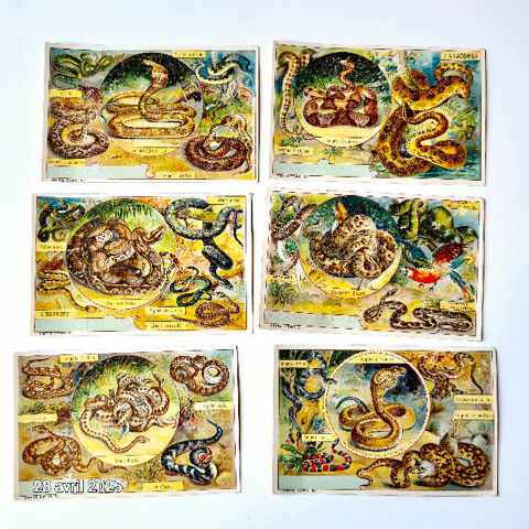 Lot de 6 images chicorée avec  des  serpents de toutes varié 12 Saumur (49)