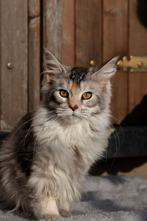 Femelle Maine Coon Loof facilit&eacute; de paiement possible 1250 28250 Digny