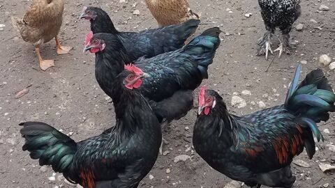 Poules 15 33440 Ambarès-et-lagrave