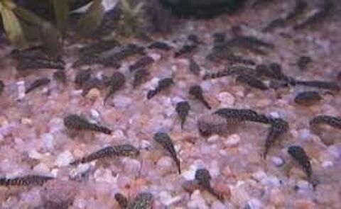 Poisson Ancistrus 1 75020 Paris