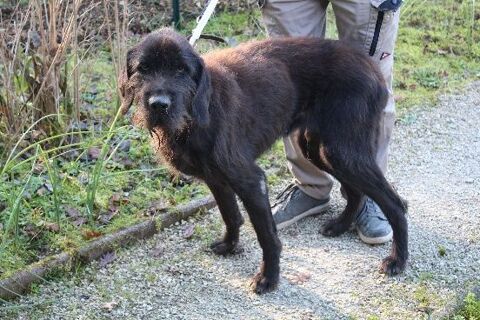 Chien FIDJI &agrave; l adoption 210 47160 Caubeyres