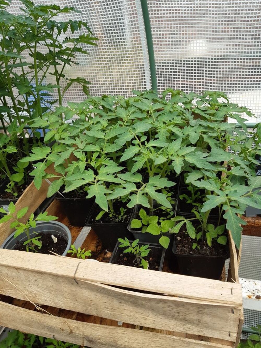 plants de l&eacute;gumes Jardin