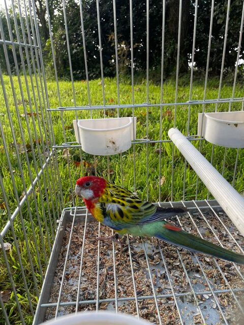 Perruches Omnicolore 50 29290 Milizac