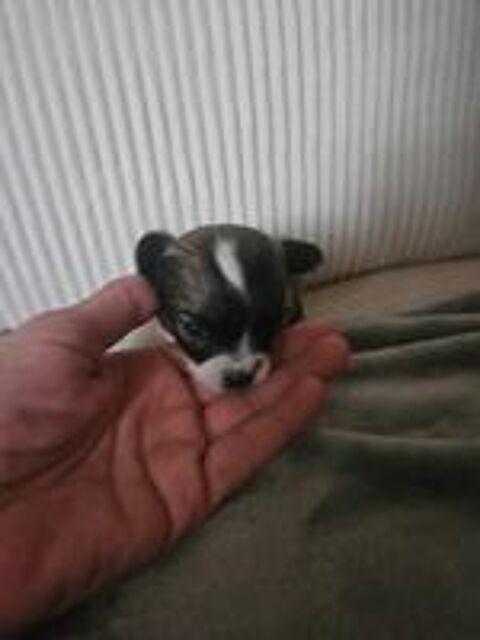   Chihuahua 