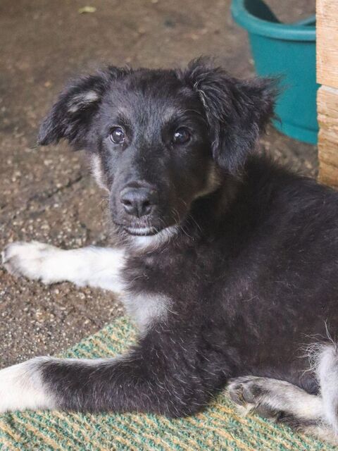 PIXEL sauve par des militaires en Ukraine 0 75018 Paris