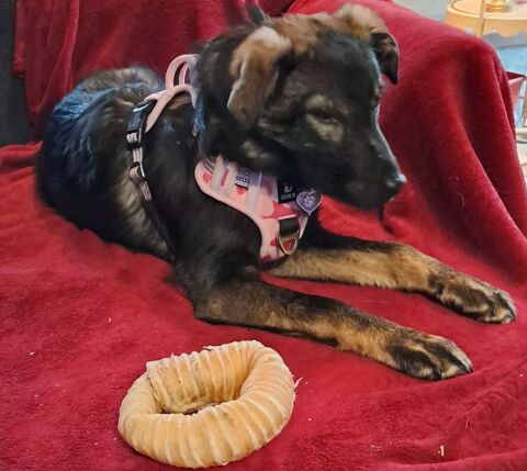 PIKKA SE TROUVE EN FAMILLE D'ACCUEIL DANS LE 61 0 61000 Alen�on