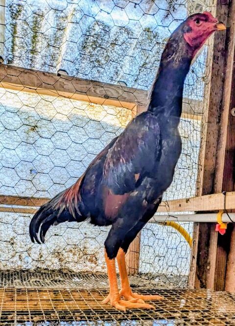 Coq race shamo 100 81120 Ralmont