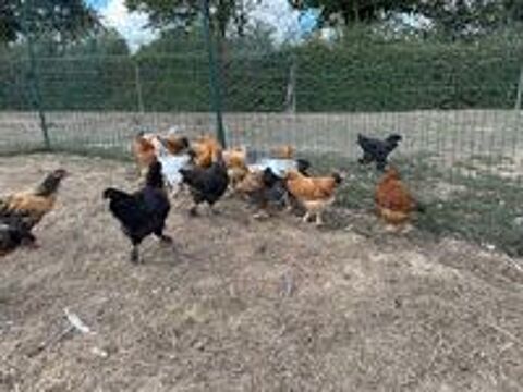   Poule/Poulette 