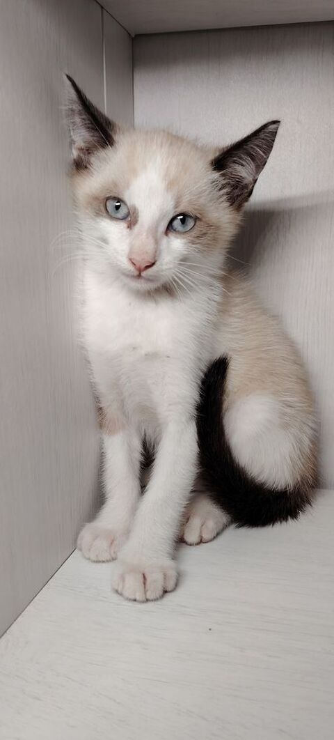CHATON type sacre de Birmanie x siamois  0 64140 Billère