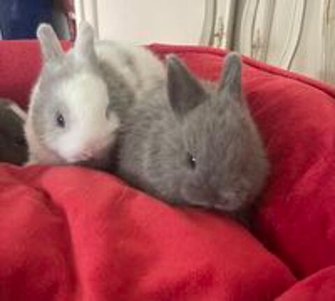   lapins extras nains  