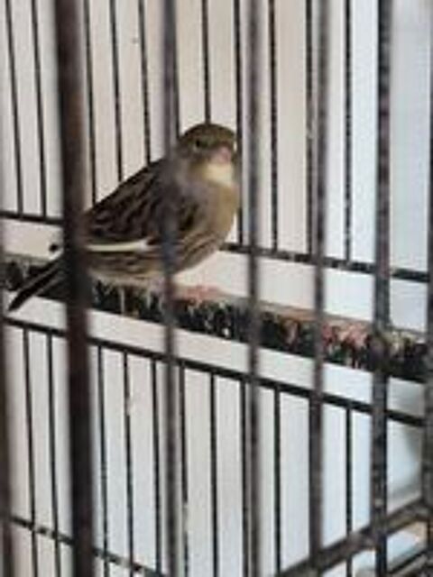   Femelles canari 2025 